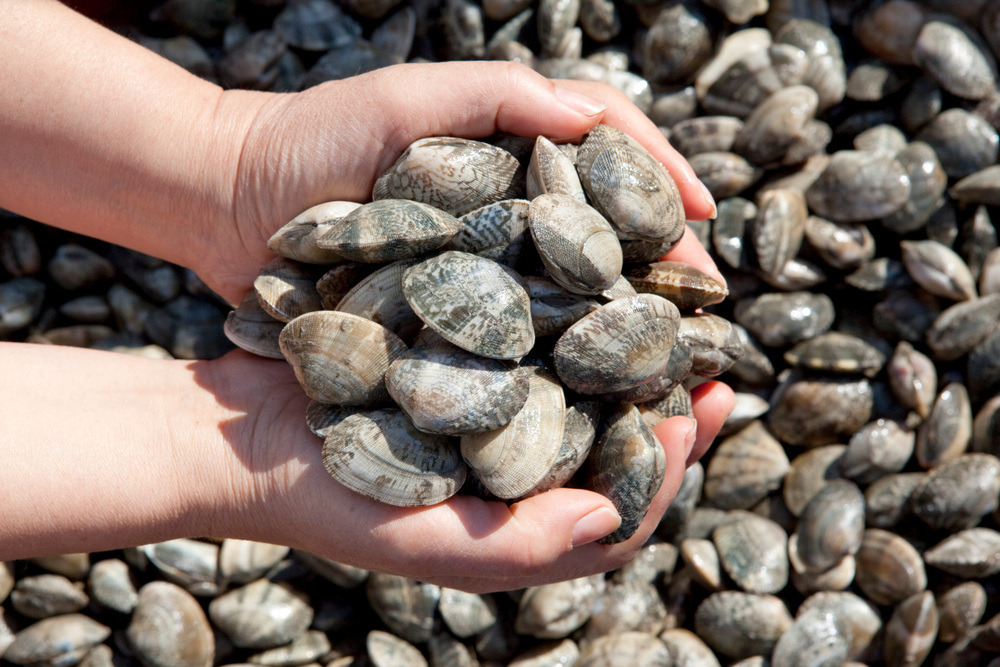 CK_cm26002186_l (1).jpg