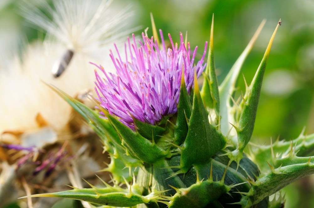 CK_pc003238718_l (1).jpg