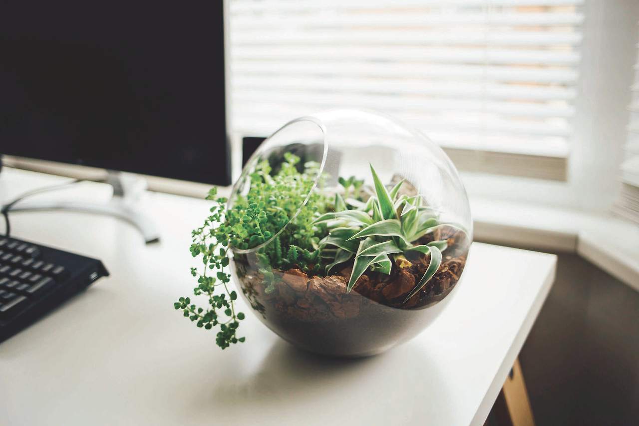 테라리움 (2).jpg