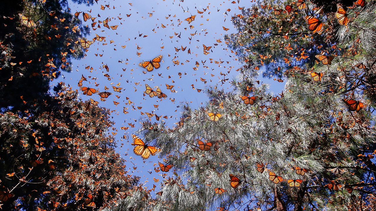 Monarch-Butterflies.jpg