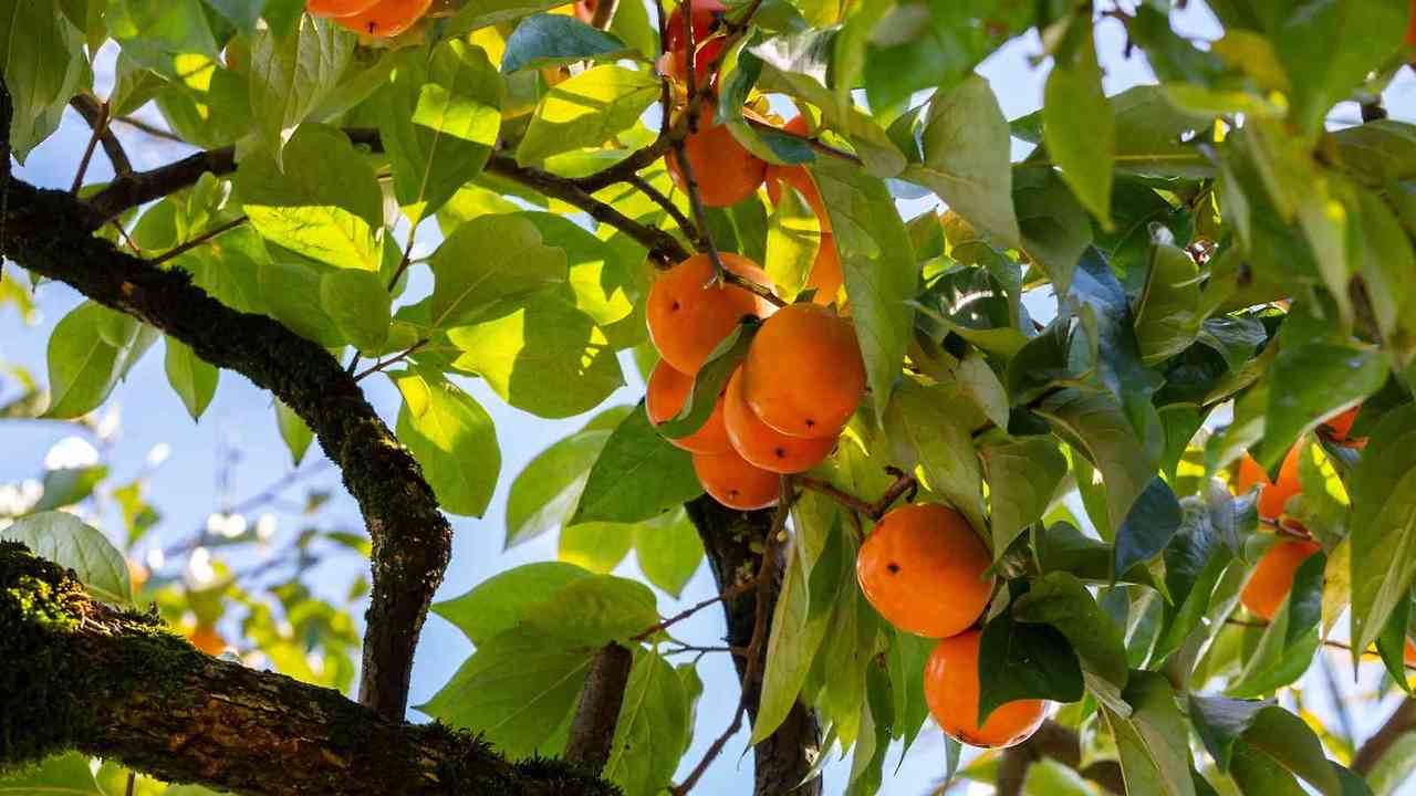 Persimmon-Tree.jpg