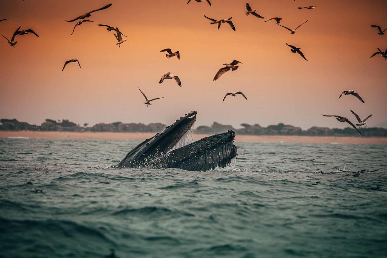 humpback-whale-eating-2.jpg