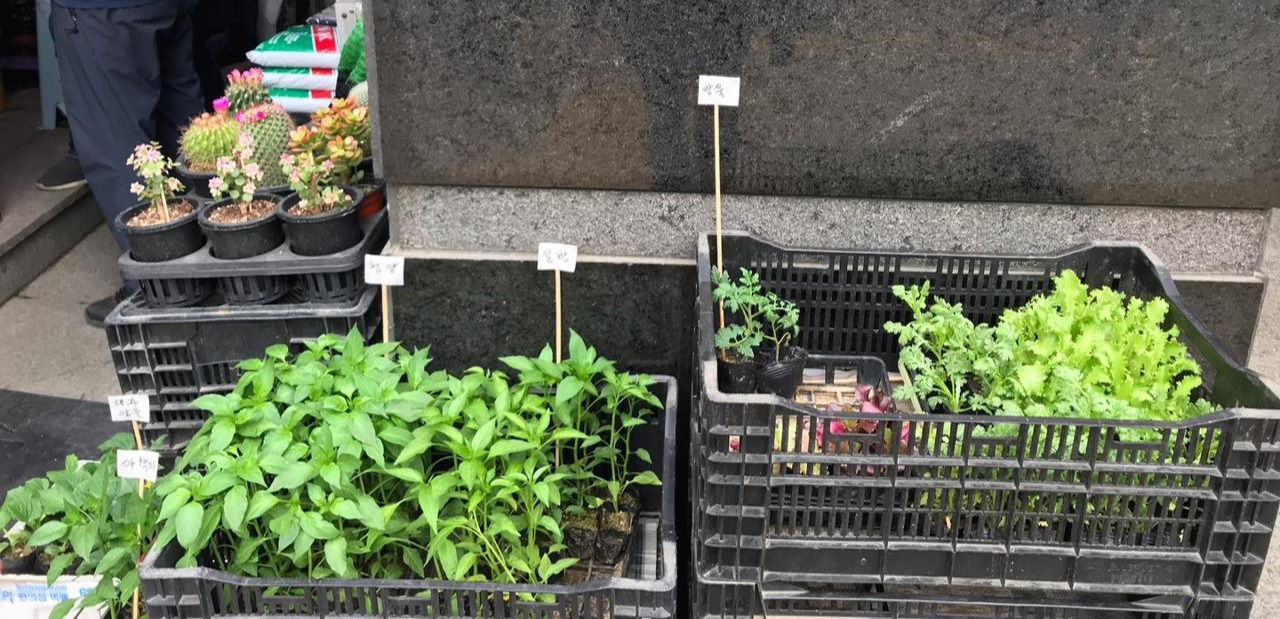 모종의 계절.jpg