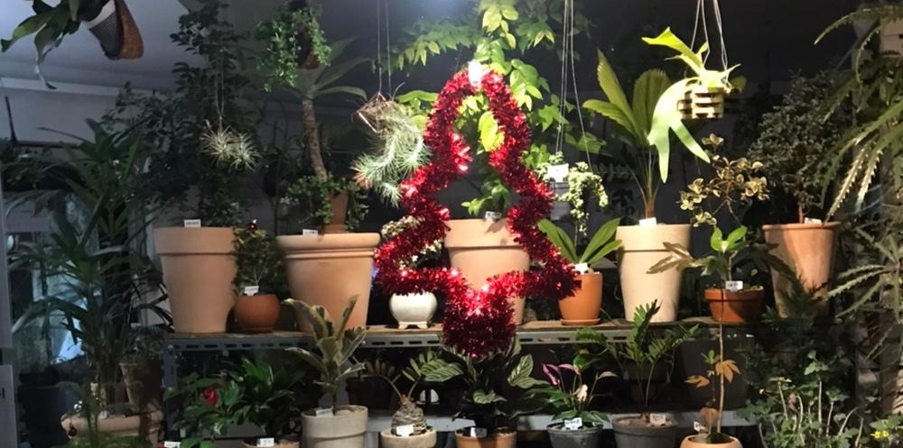 크리스마스 트리.jpg