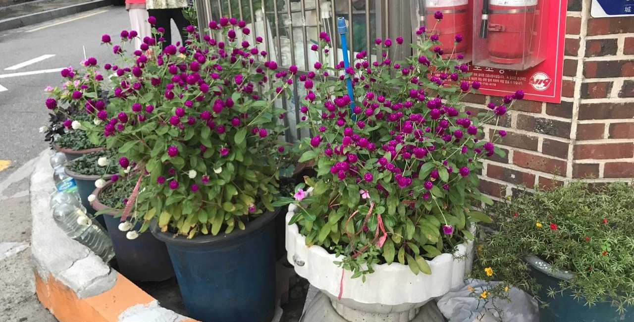 길가다 마주한.jpg