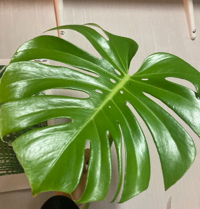 대왕 몬스테라 잎.jpg