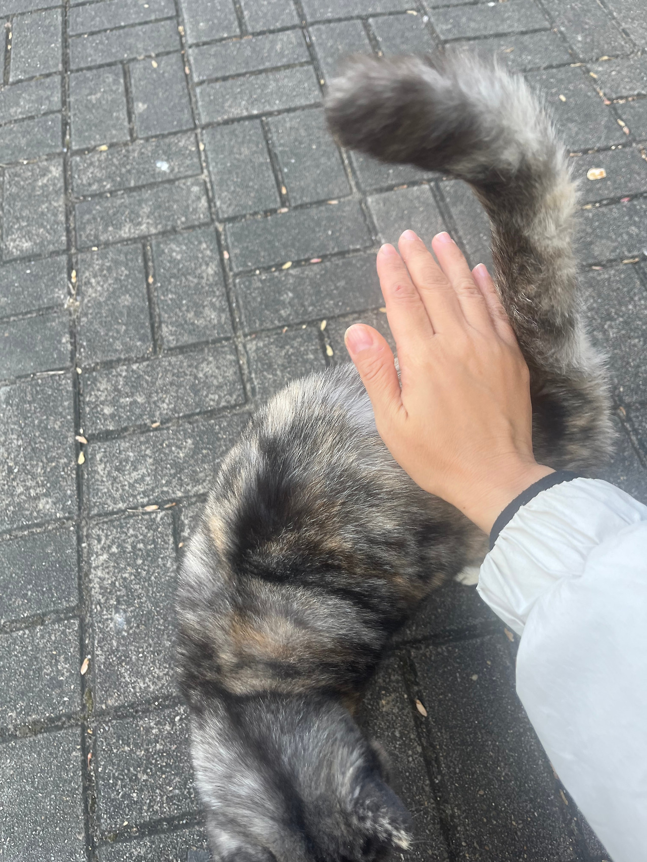 회색 궁디팡팡.jpg