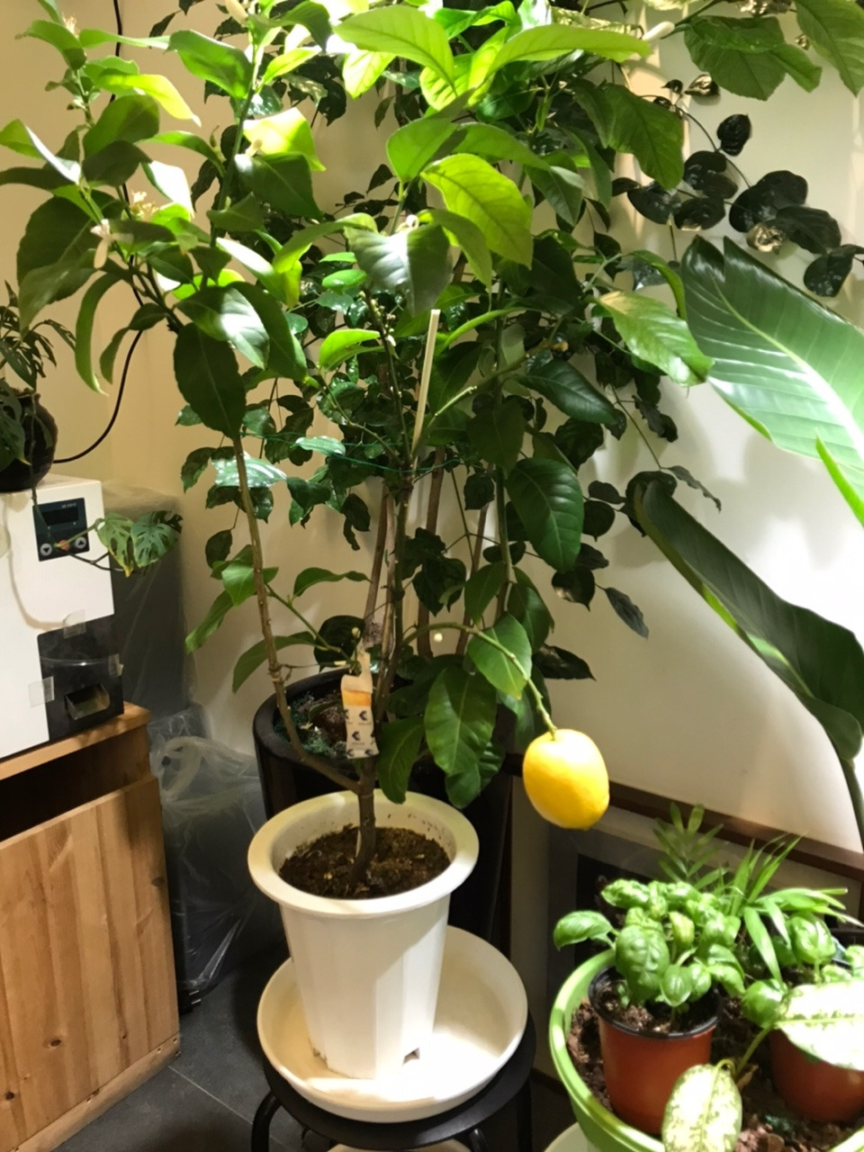 레몬나무.jpg
