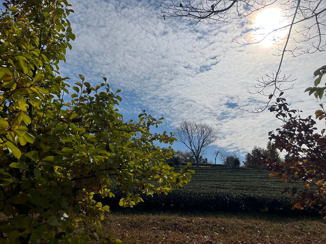 녹차밭 풍경.jpg