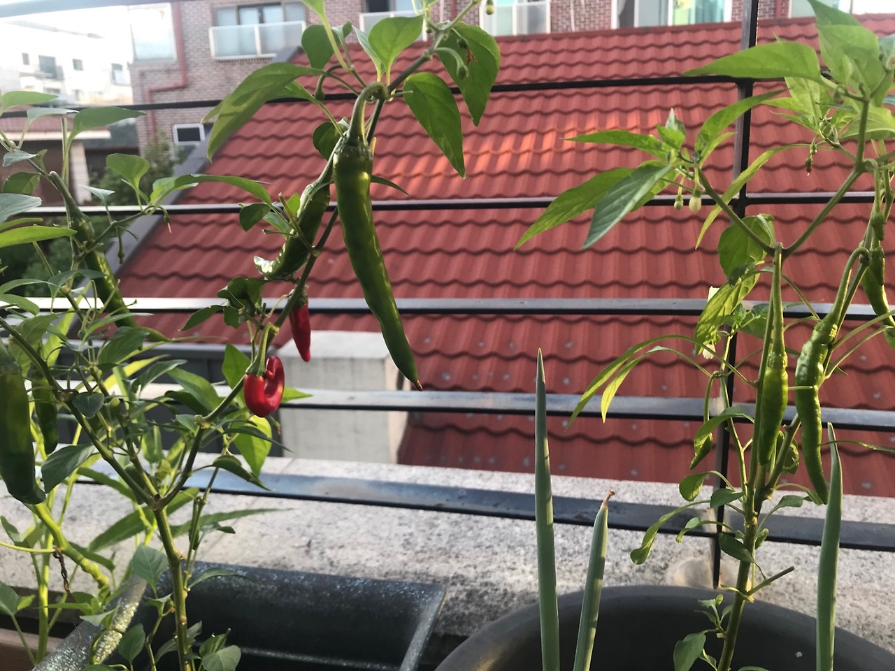 그래도 고추는 열리지.jpg