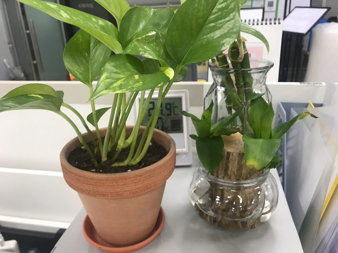 스킨답서스와 친구들.jpg