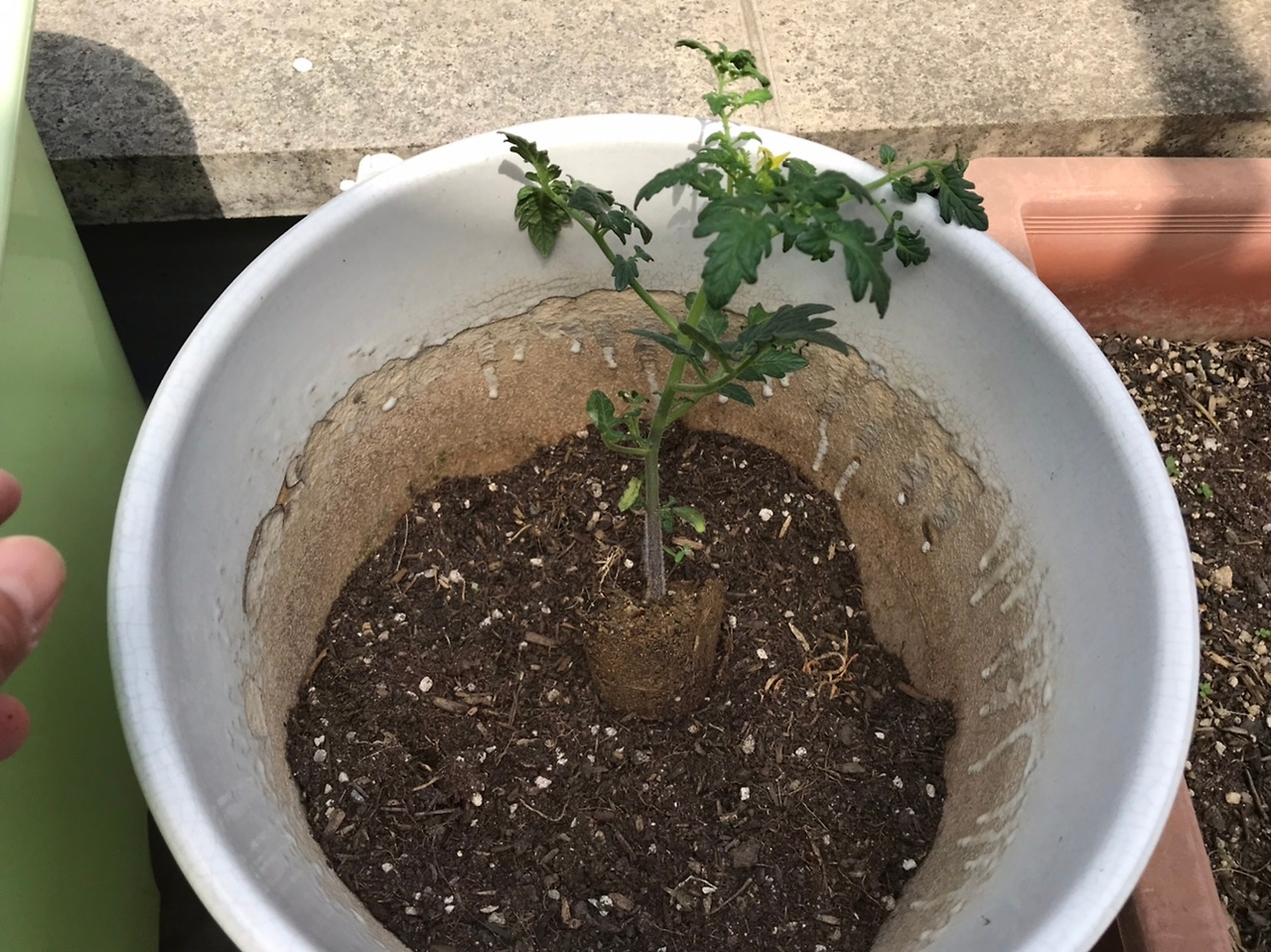 내일 지구가 멸망하더라도.jpg