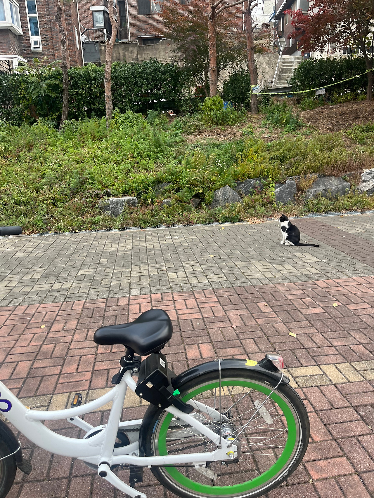 따릉이 타고 고양이.jpg