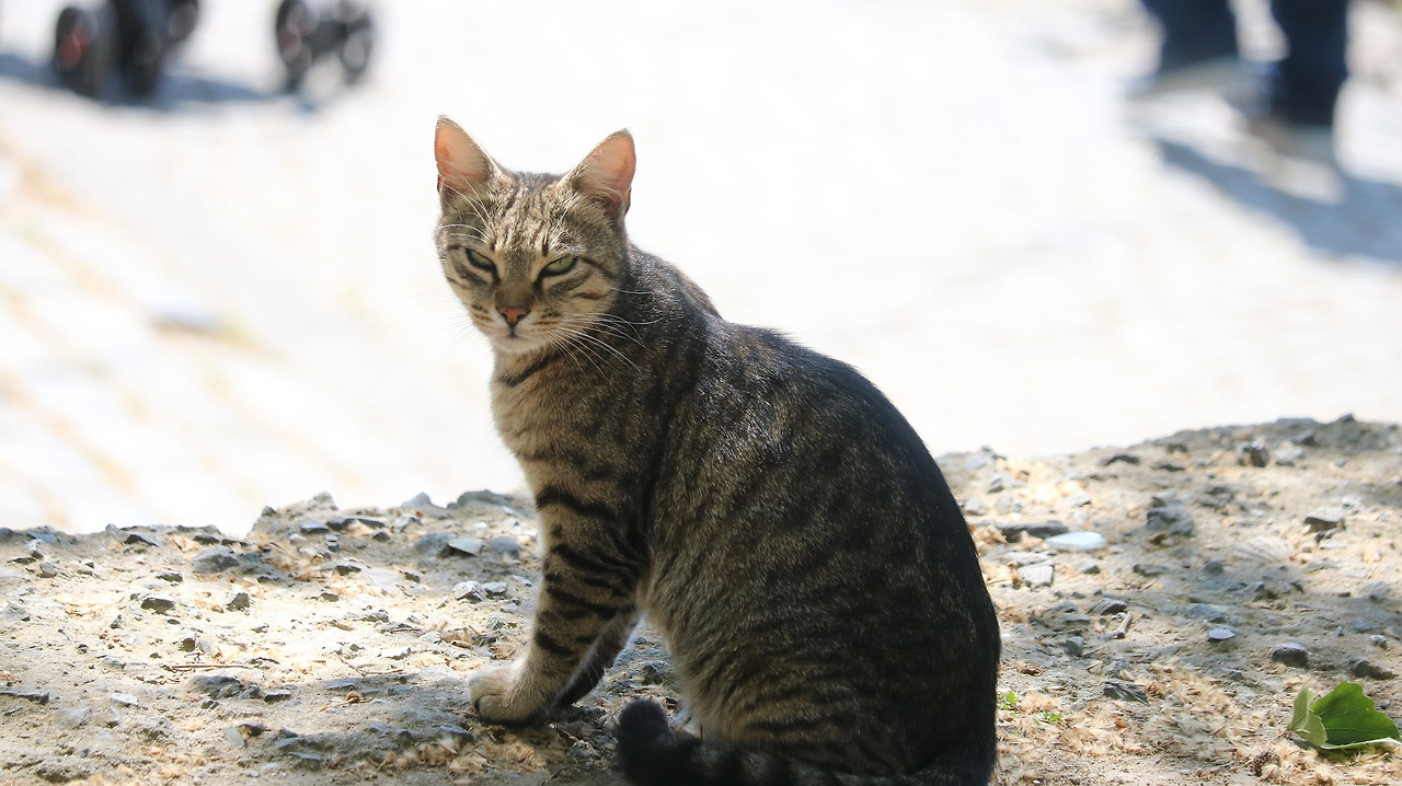 임의적 추론.jpg