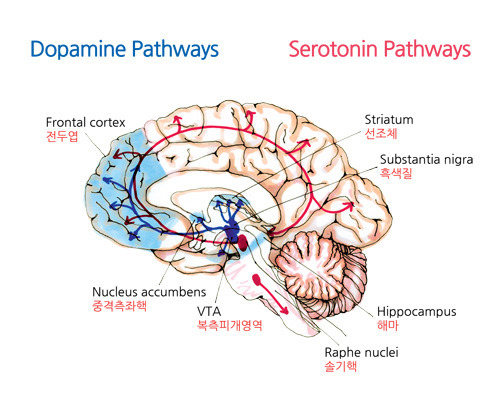 도파민, 세로토닌 이동경로.jpg