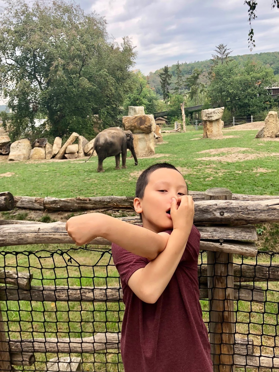 프라하 동물원 코끼리.jpg