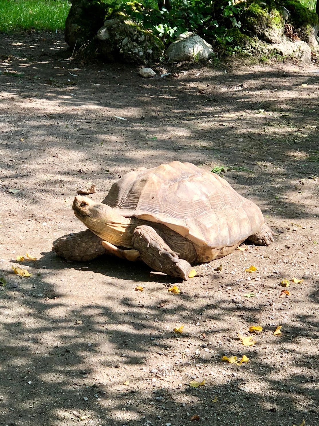 잘츠부르크_헬부른 동물원 내 거북이.jpg
