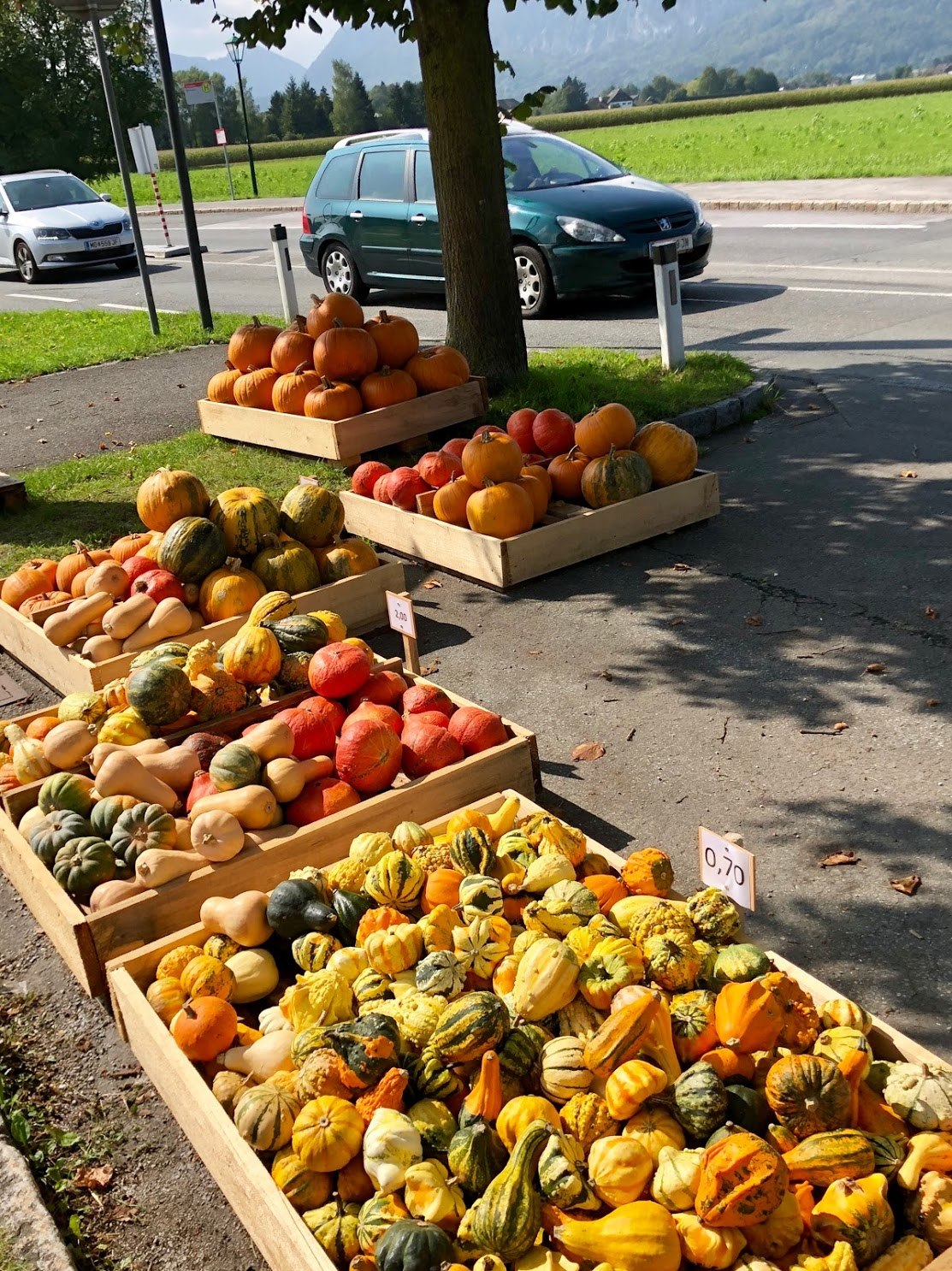 잘츠부르크 동물원 가는 길 각양각색의 호박들.jpg
