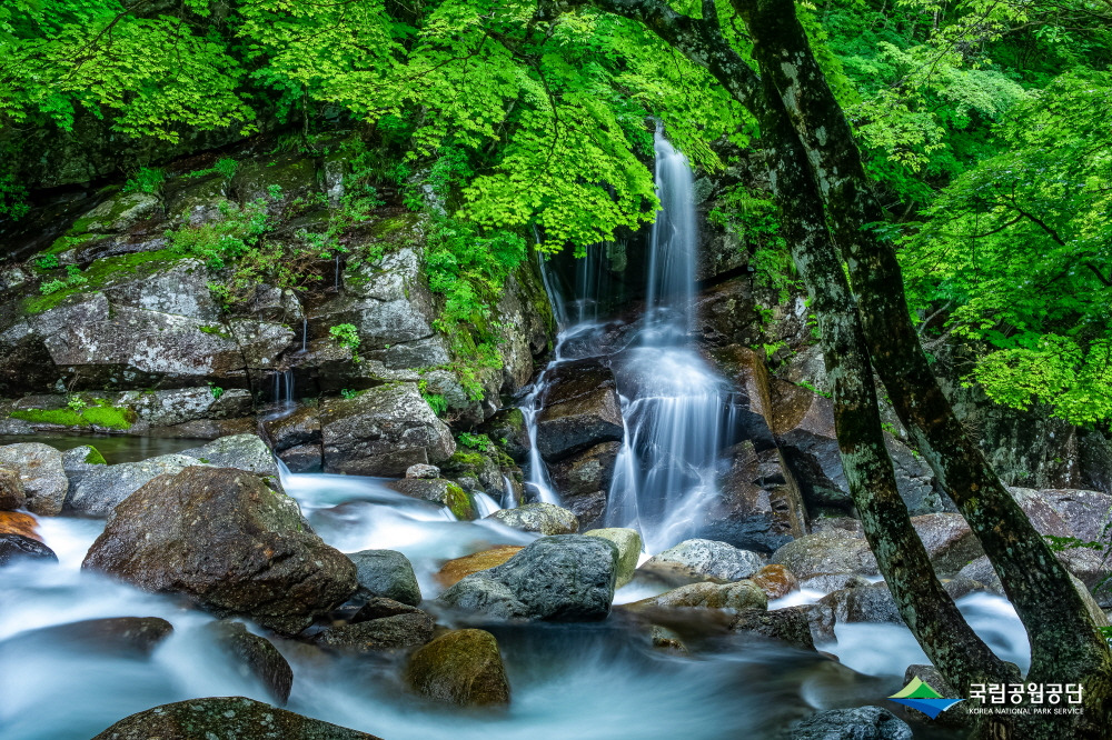 20009_장려_지리산_신록에 계절 뱀사골_고영문_D.jpg
