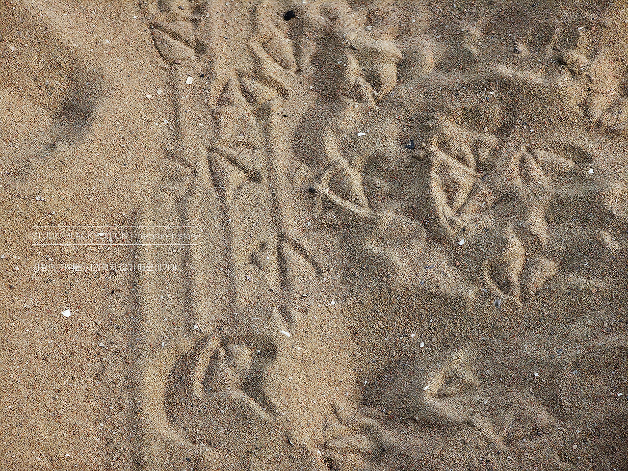 THE BRUNCH STORY 636.jpg