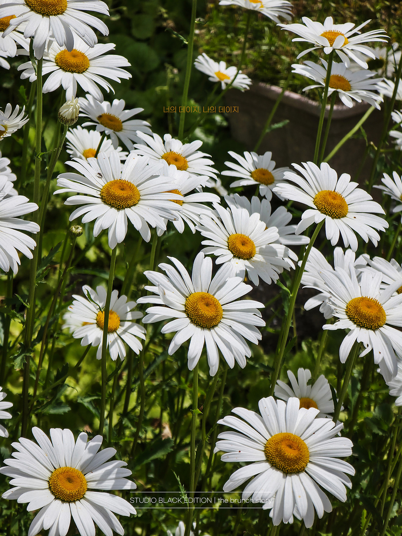 THE BRUNCH STORY 629.jpg