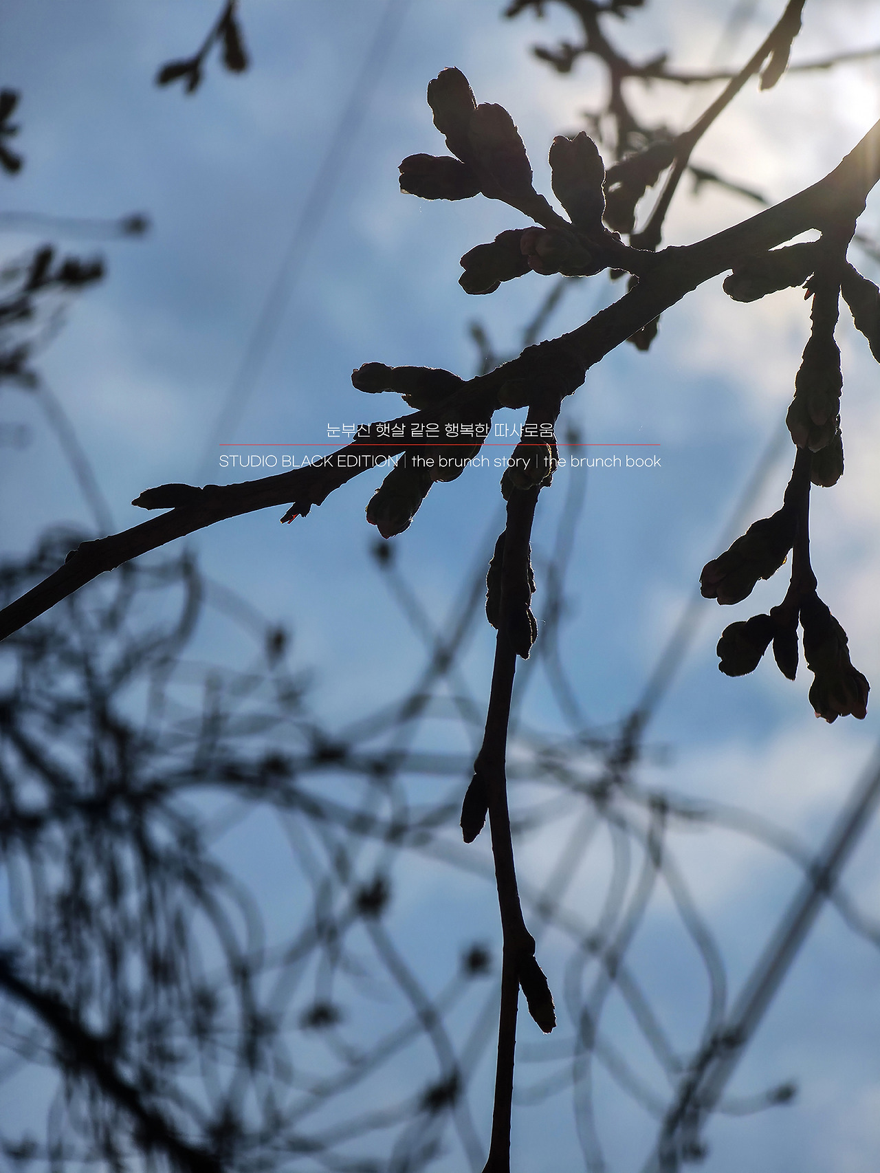 THE BRUNCH STORY 518.jpg