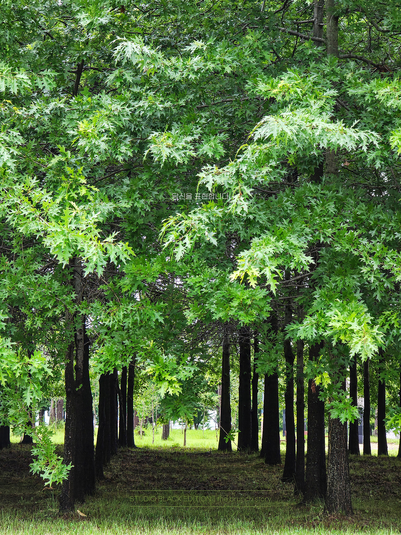 THE BRUNCH STORY 642.jpg