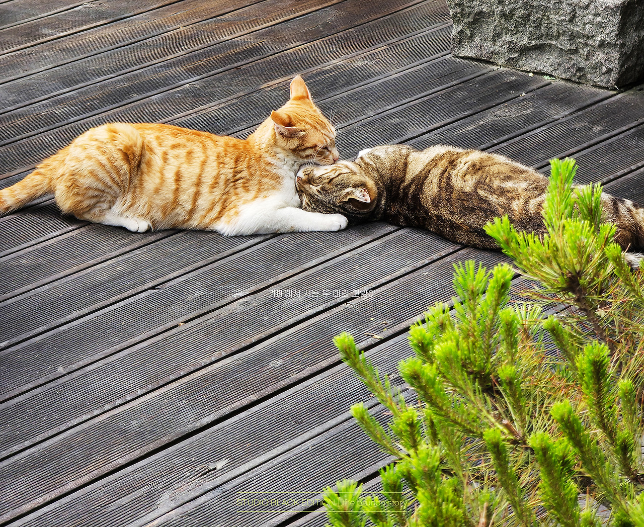 THE BRUNCH STORY 635.jpg