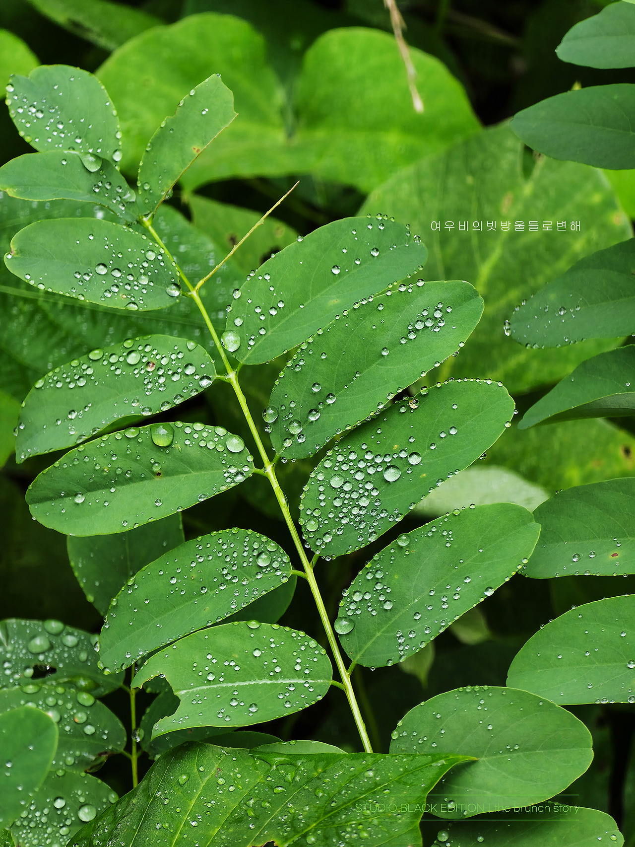 THE BRUNCH STORY 650.jpg