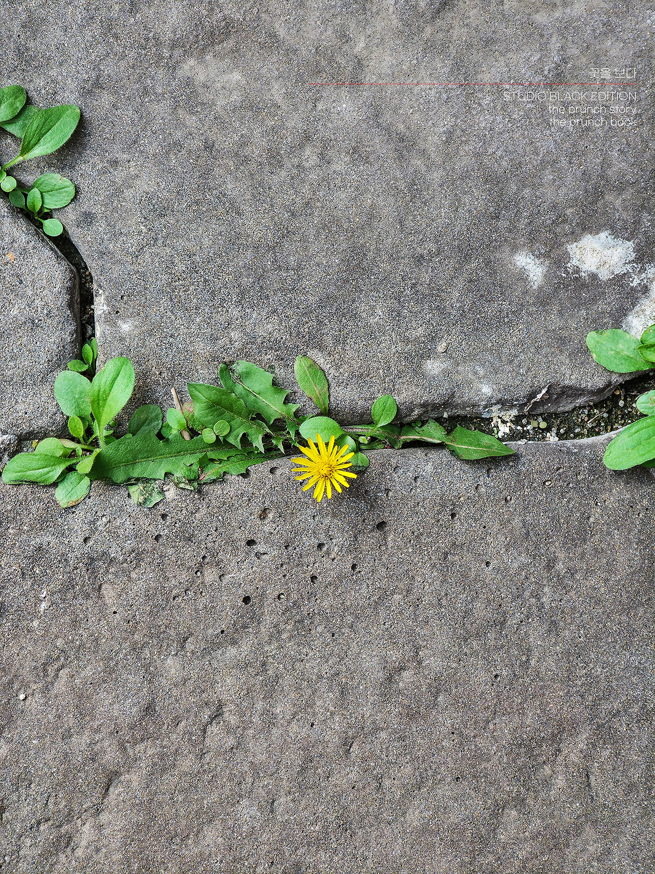 THE BRUNCH STORY 544.jpg