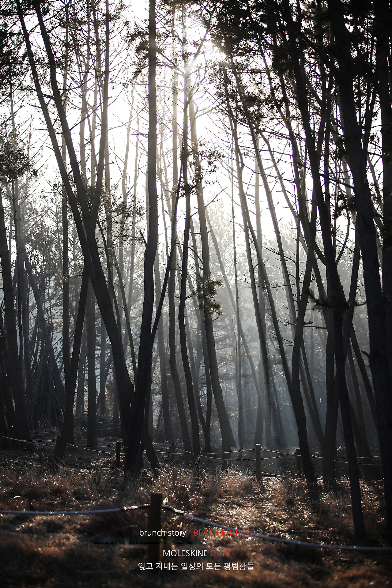 MOLESKINEDiary309.jpg