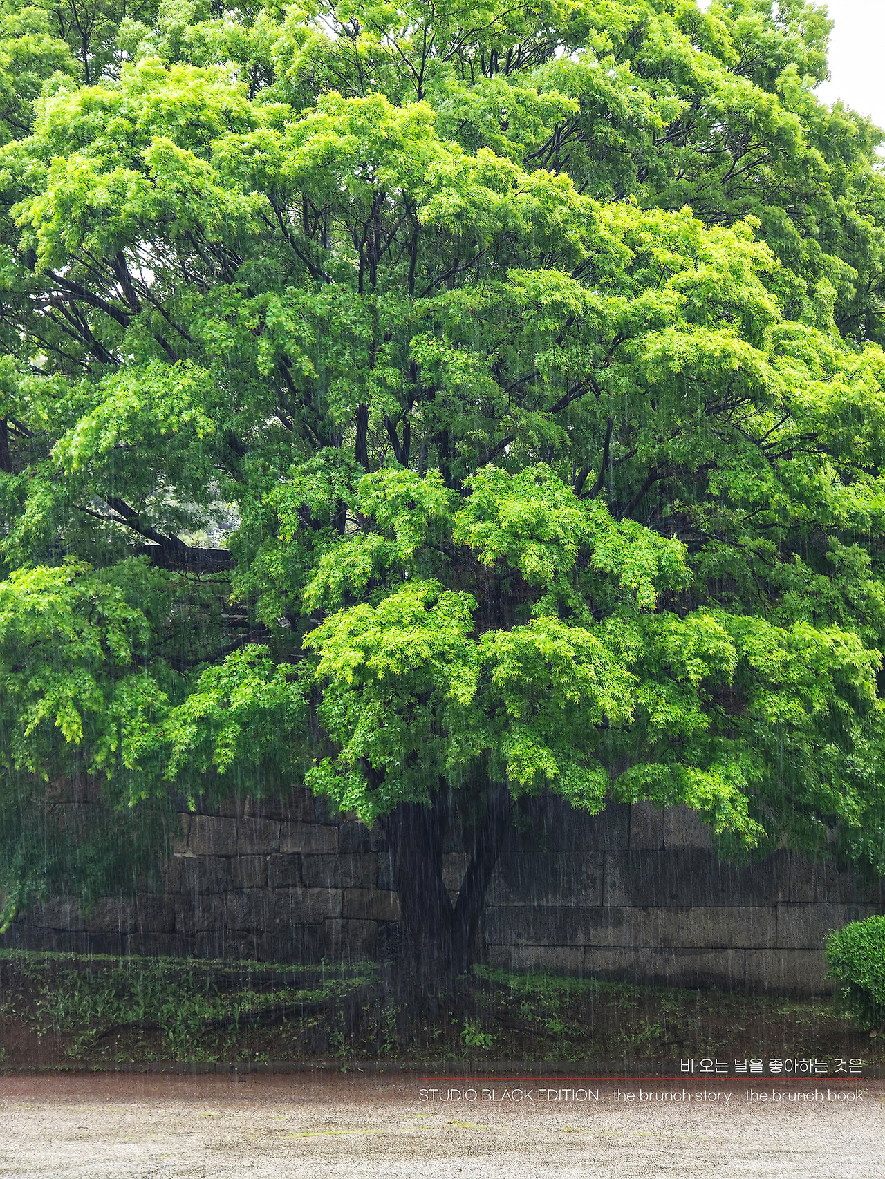 THE BRUNCH STORY 567.jpg