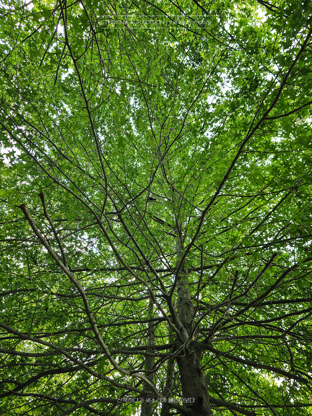 THE BRUNCH STORY 675.jpg