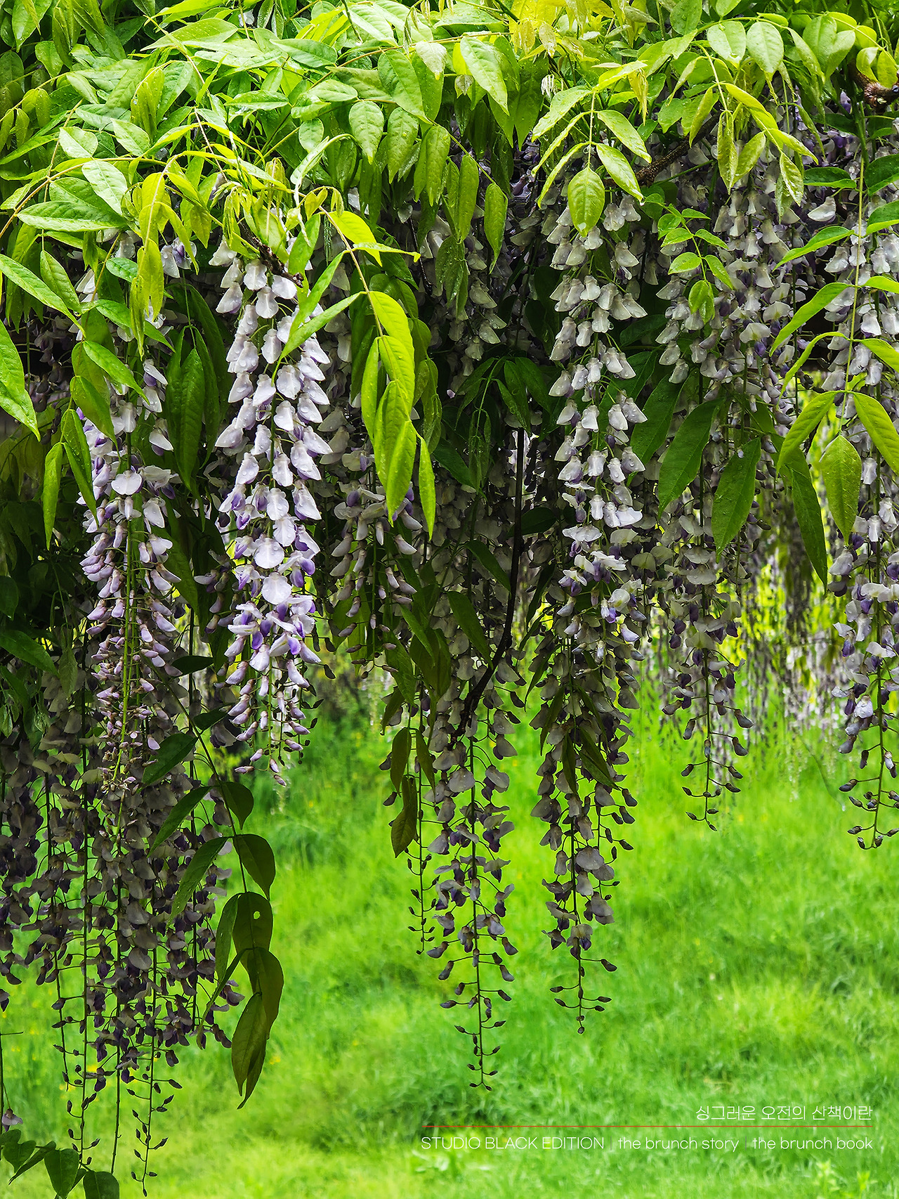 THE BRUNCH STORY 565.jpg