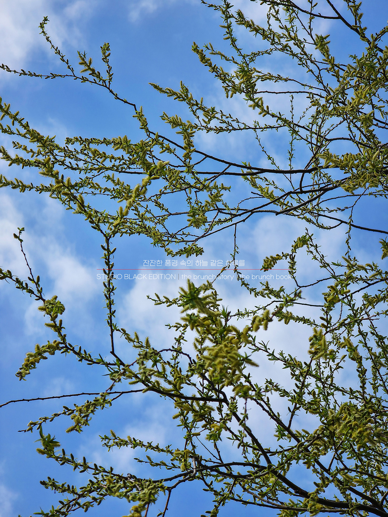 THE BRUNCH STORY 527.jpg