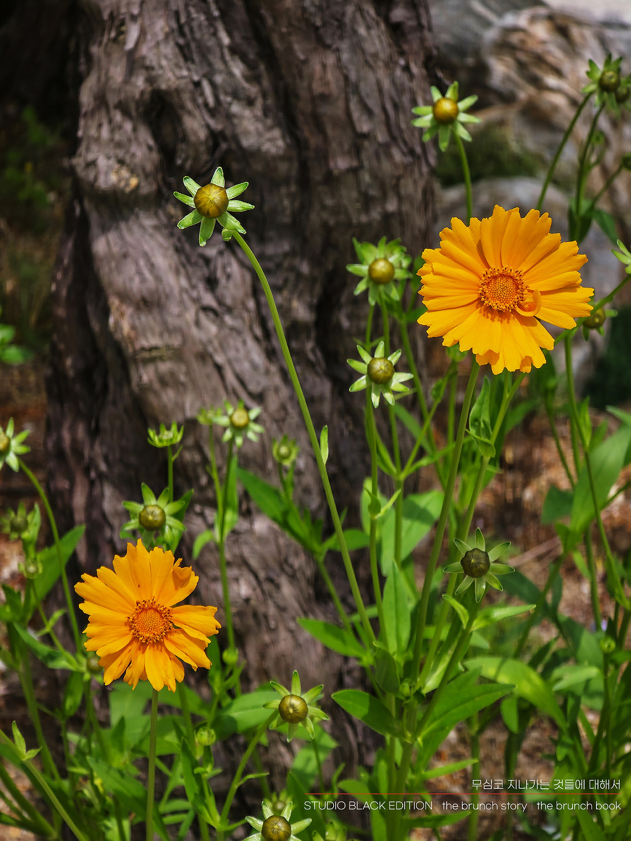 THE BRUNCH STORY 578.jpg