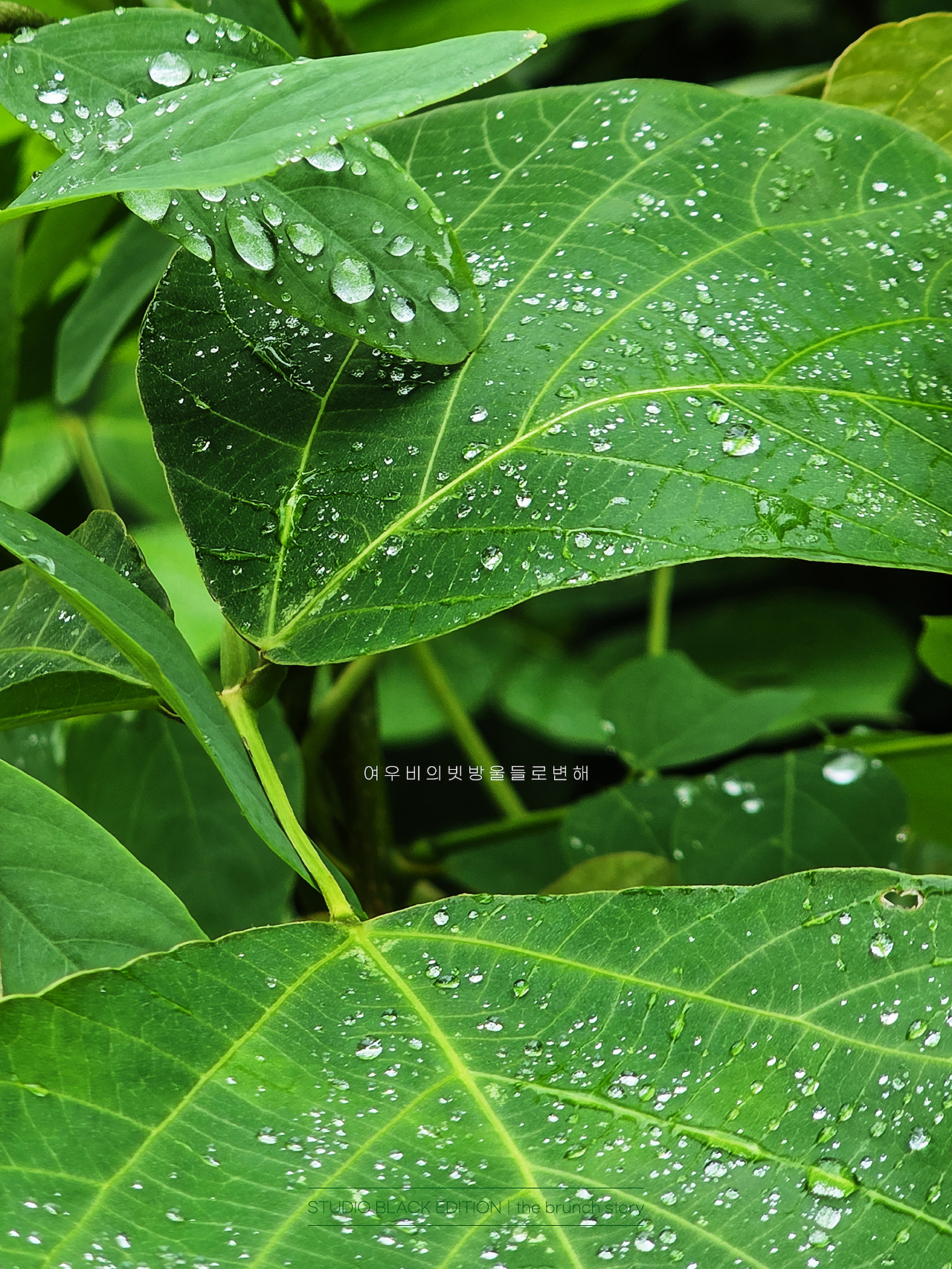 THE BRUNCH STORY 649.jpg