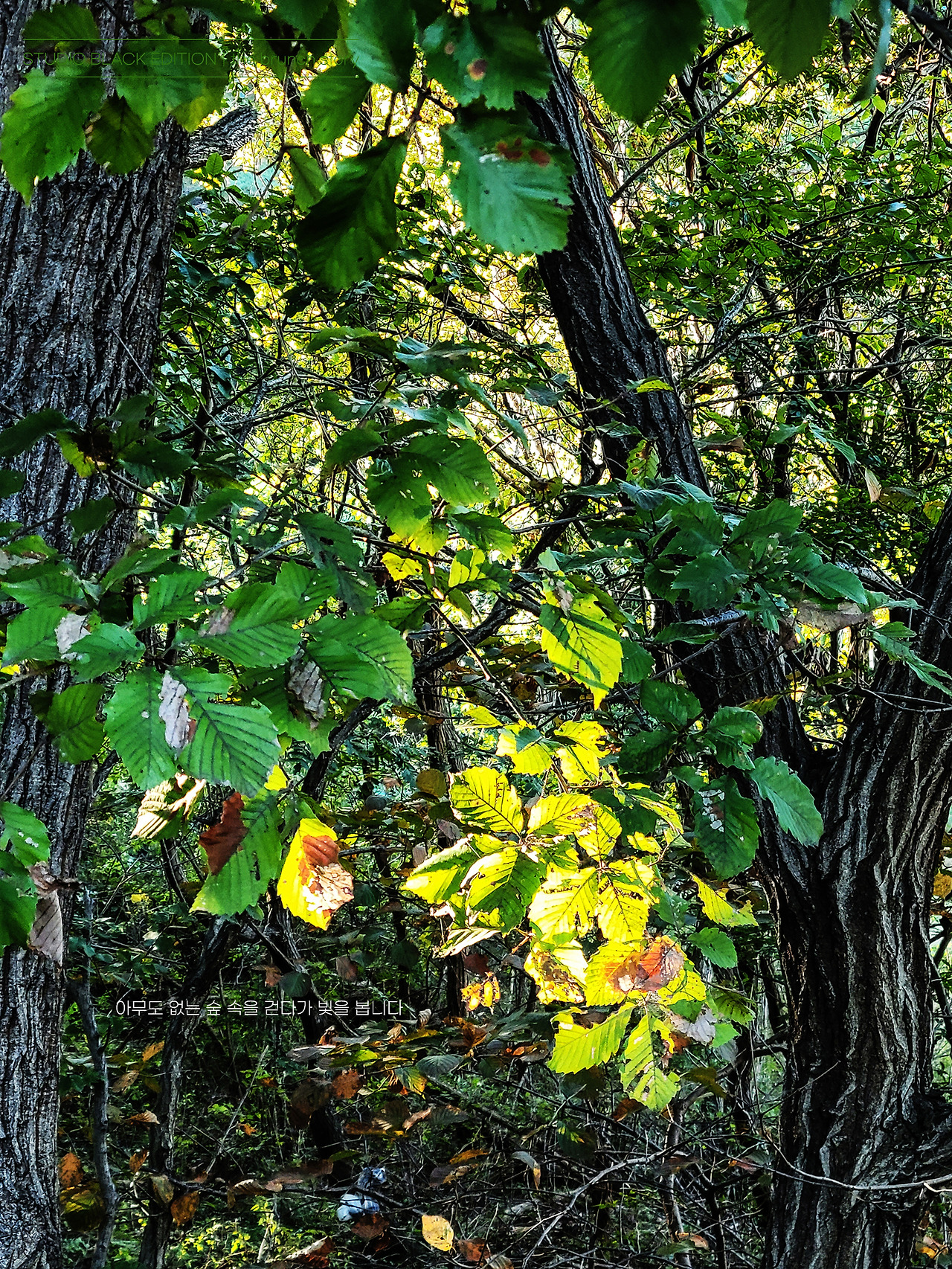 THE BRUNCH STORY 746.jpg