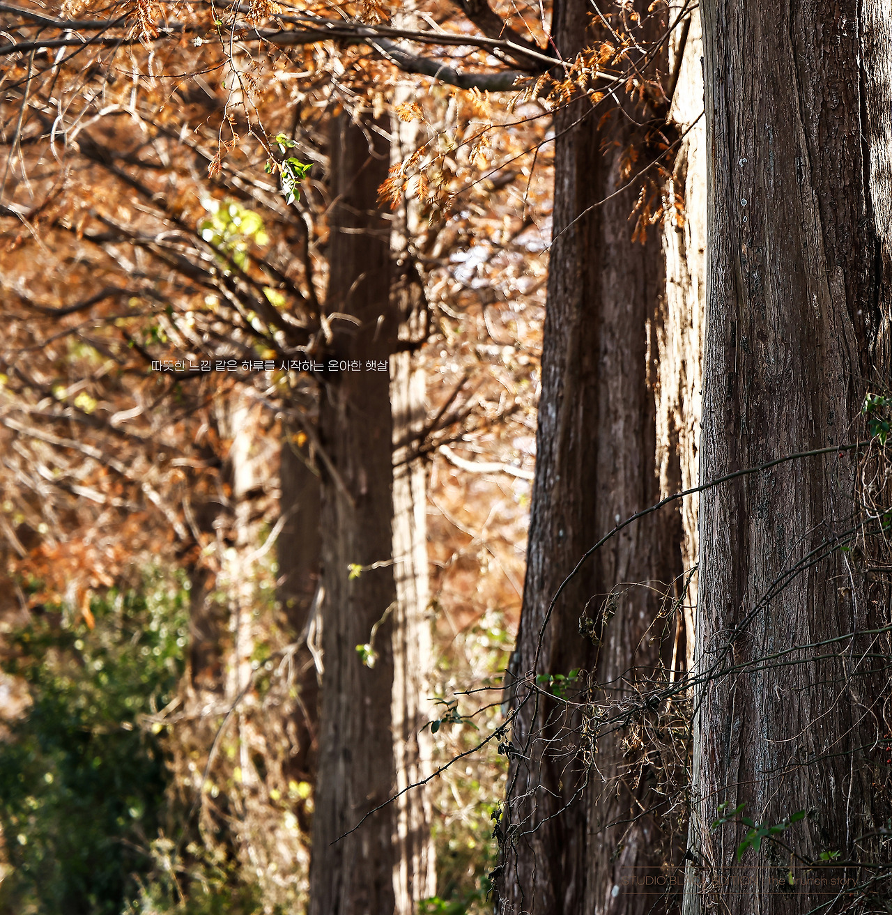 THE BRUNCH STORY 777.jpg