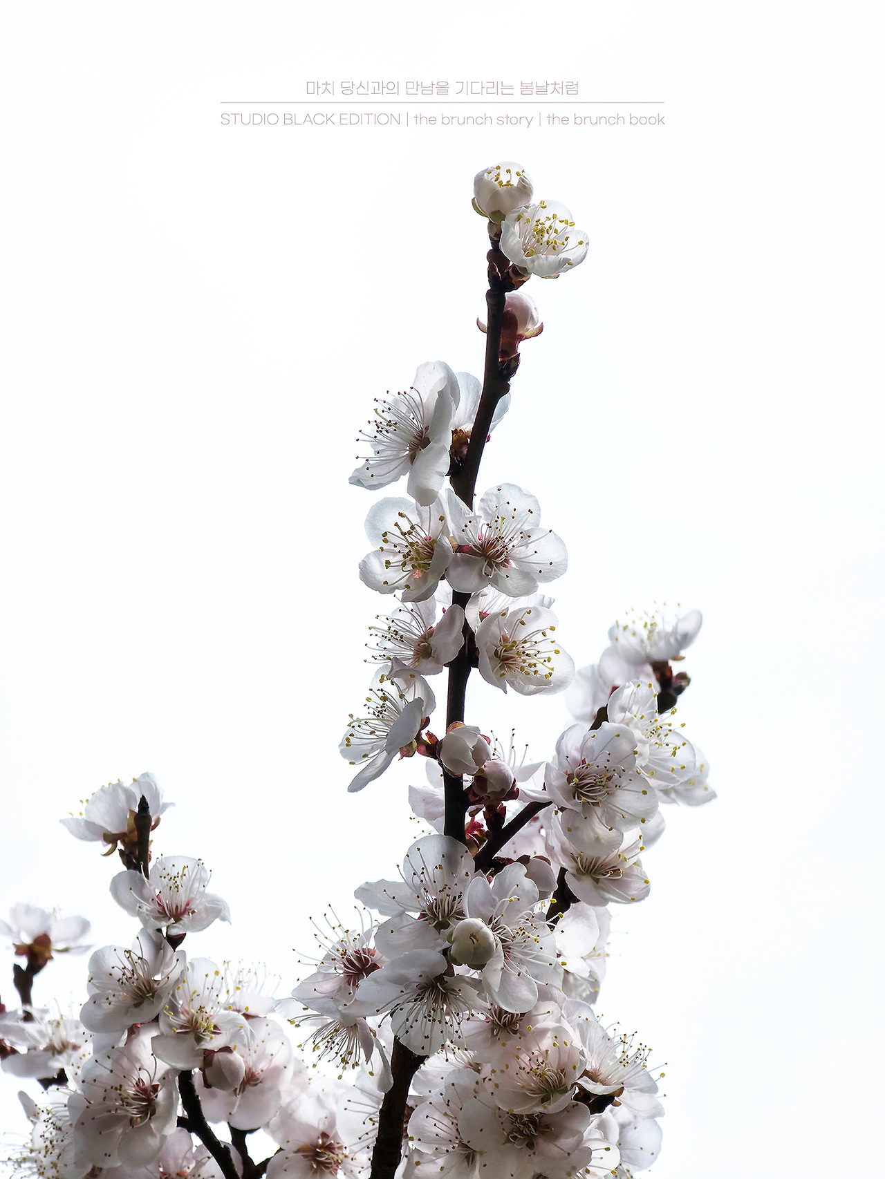 THE BRUNCH STORY 512.jpg