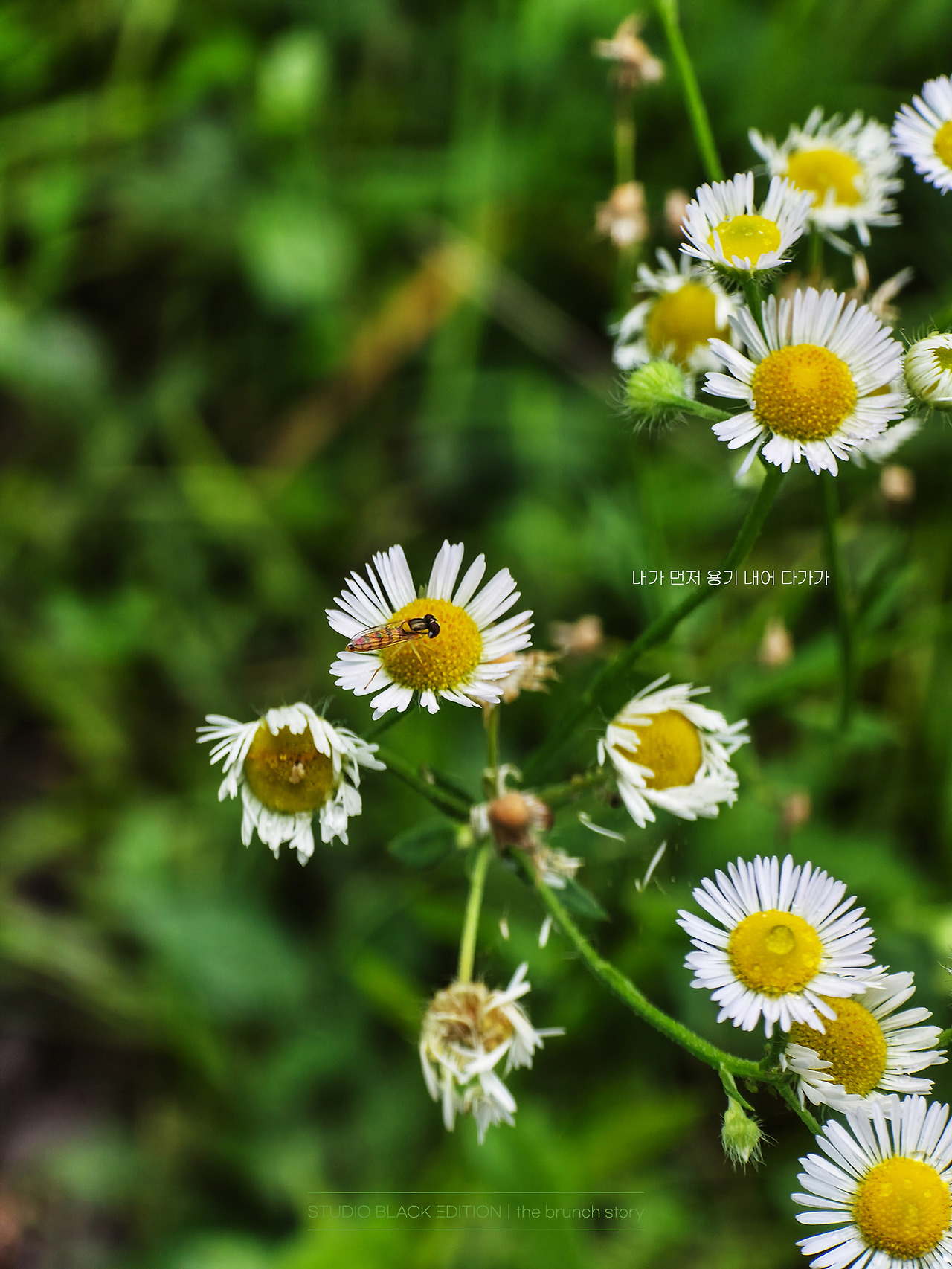 THE BRUNCH STORY 647.jpg