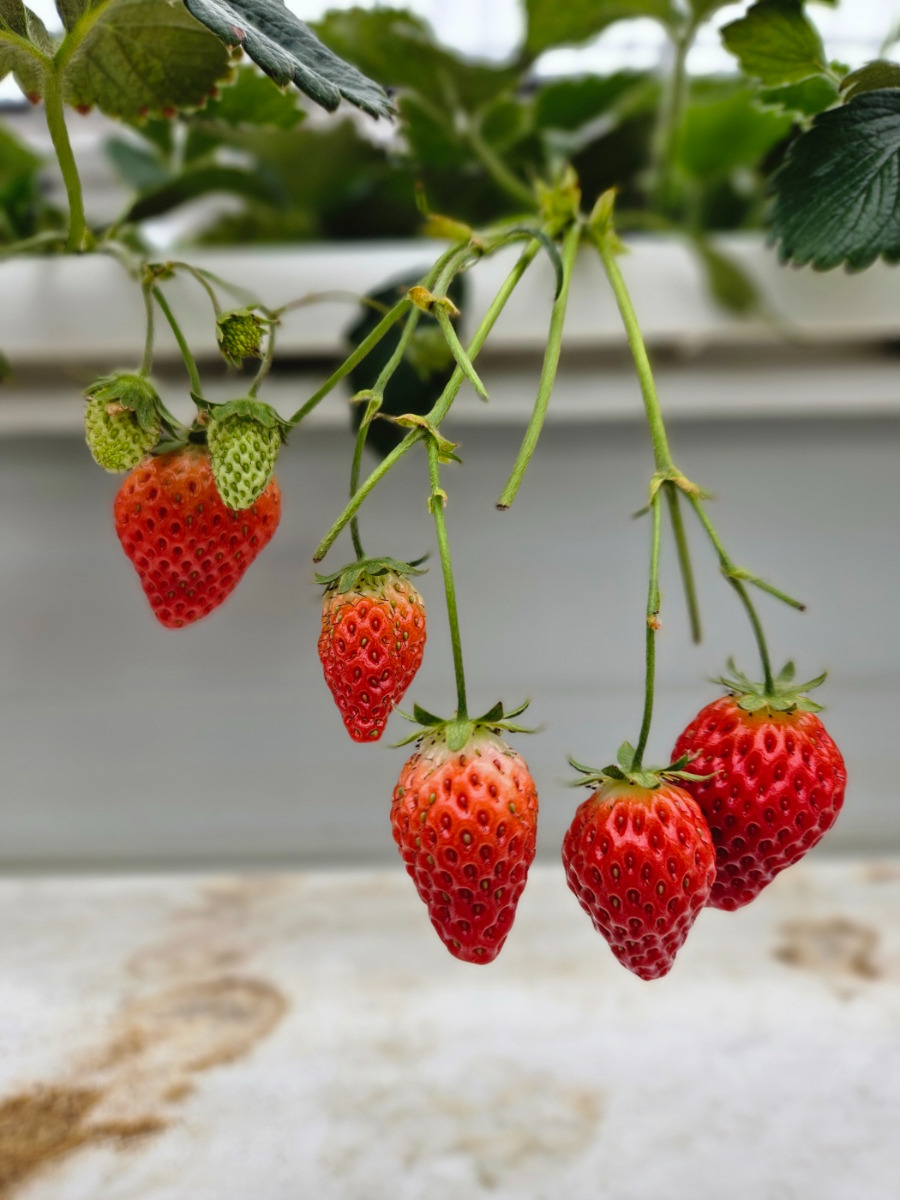 딸기.jpg