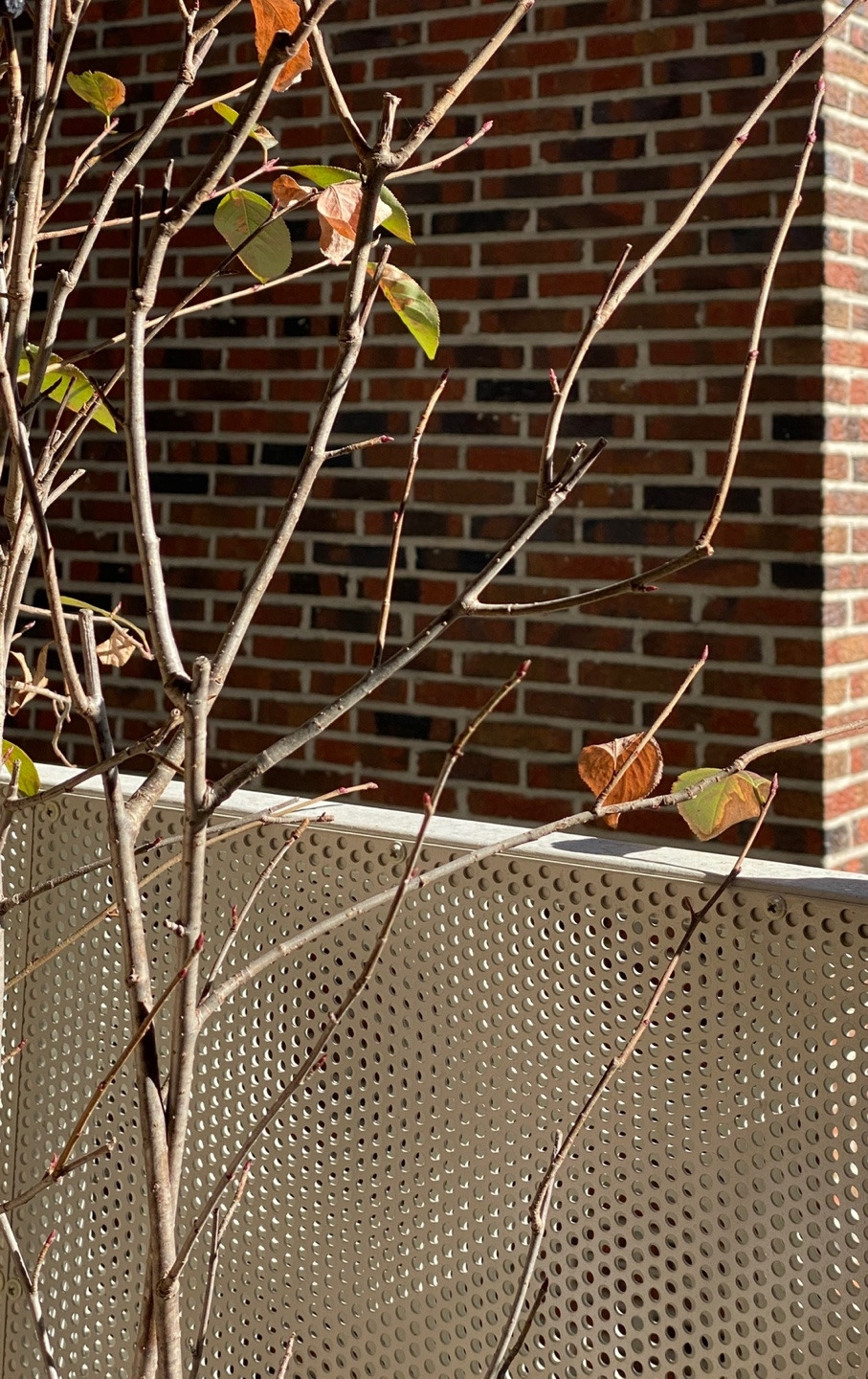 써드플레이스홍은 식물.jpg