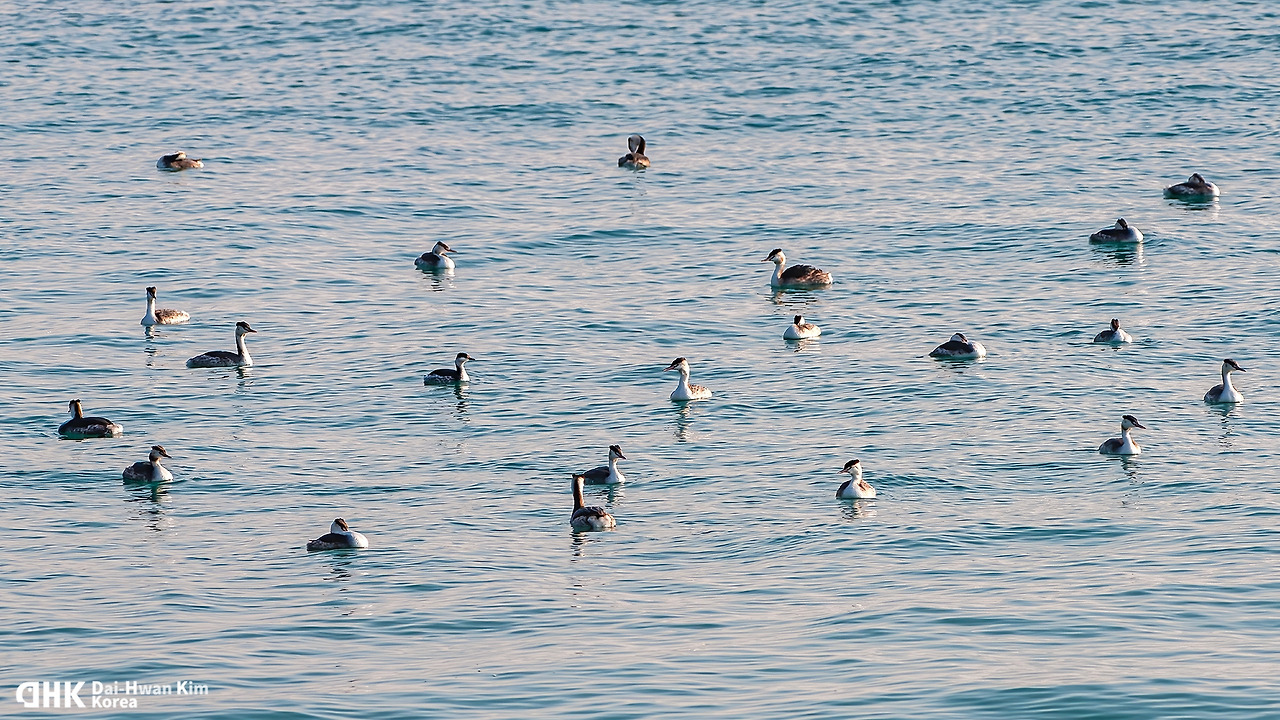 20110122-624 울진.jpg