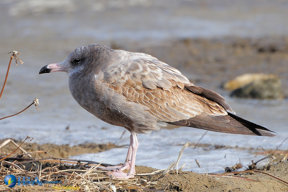20120128 075 임원항.jpg