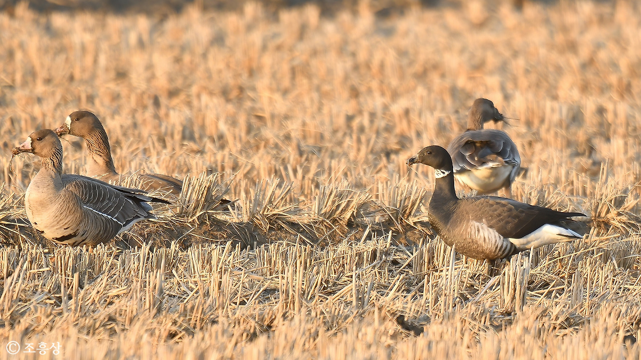 조흥상 20220306 평택-003a.jpg