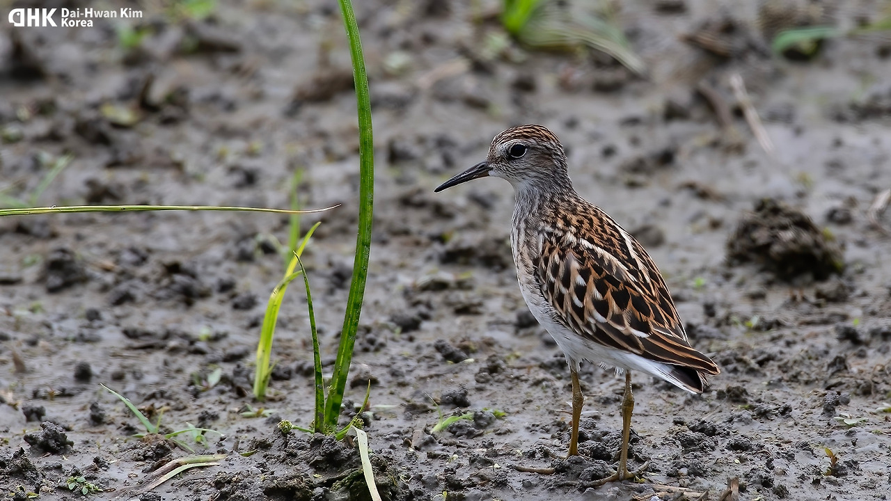 20180819-269 강릉-향상됨-NR.jpg