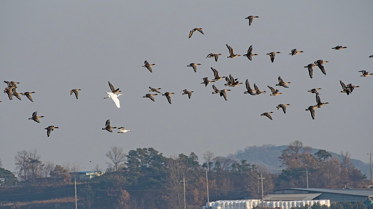 20171126-155 화웅호-향상됨-NR 복사.jpg