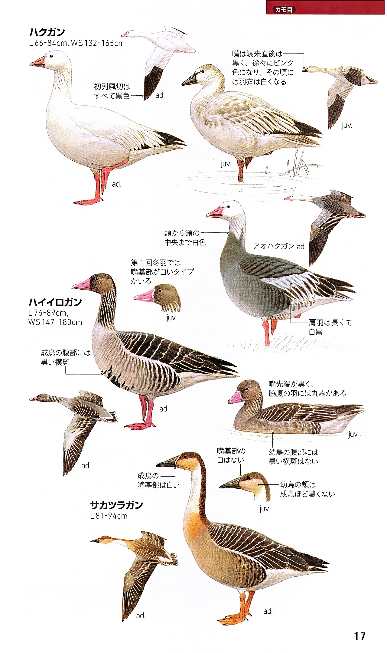 일본 세밀화 도감_0017.jpg