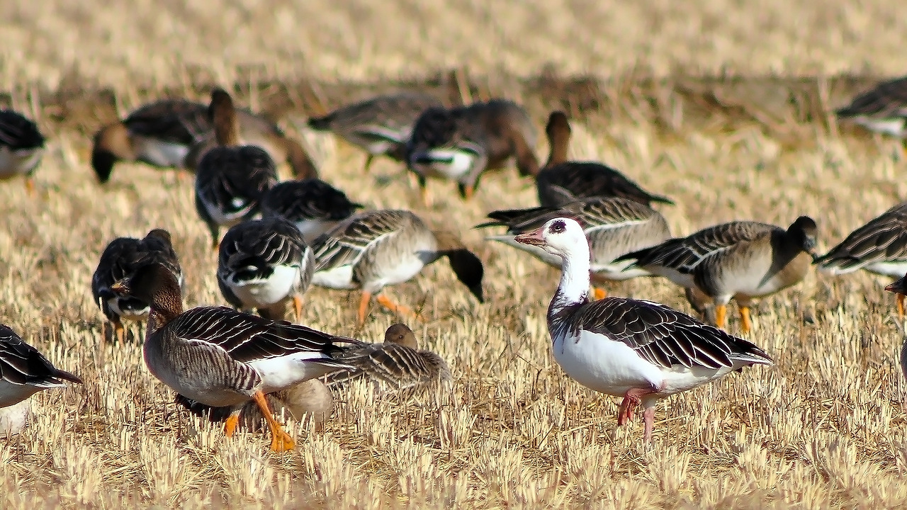 조흥상 20101105 천수만.jpg